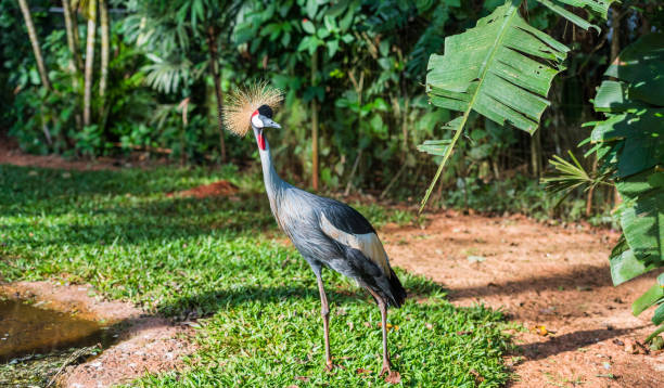 istock Grey crowned crane, Brasil Foz do Iguazu. With selective focus. 1192955996
