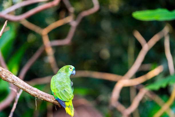 istock Green parrot sits on a branch, Brasil Foz do Iguazu. With selective focus. 1192956006