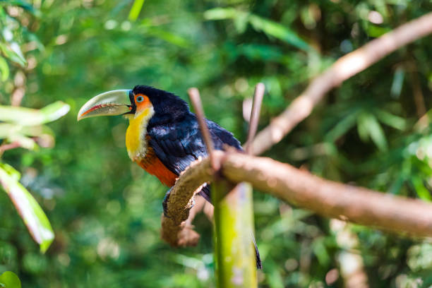 istock Toucan sits on a branch, Brasil Foz do Iguazu. With selective focus. 1192956096