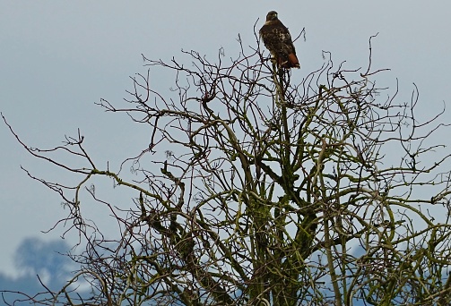 Baskett-Slough National Wildlife Refuge.
Western Oregon's Willamette Valley.
Adult Red-Tailed Hawk.