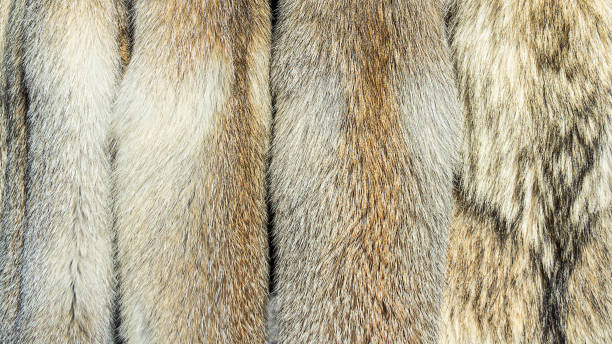 istock Fox fur, from Garni, Armenia 1192956517