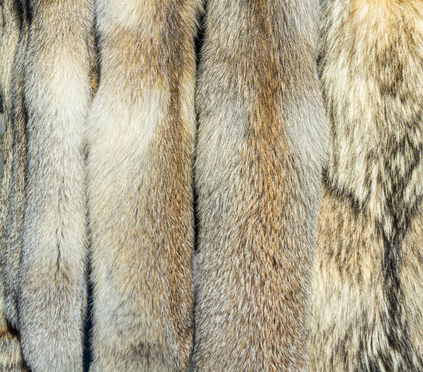 istock Fox fur, from Garni, Armenia 1192957133
