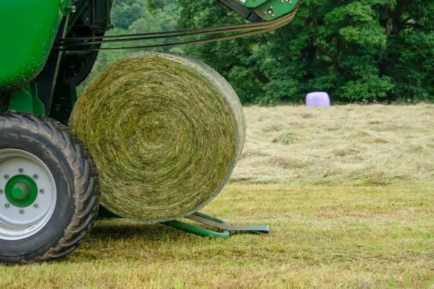 The rear end of an agricultural baler at work in Scotland, as it releases a freshly made bale of silage. It has gathered freshly cut summer pasture grass and rolled it into a bale to be stored and used for winter livestock fodder. The baler has wrapped the bail in netting. The green agricultural machinery is being towed by a tractor working its way up and down strips of cut grass.