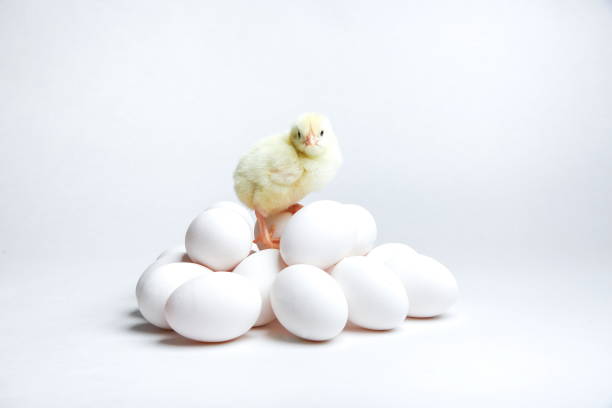 istock little chick on pile of eggs on white background 1192959798