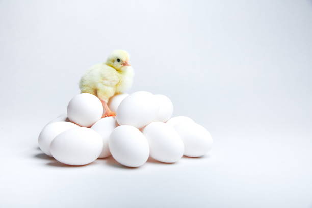 istock little chick on pile of eggs on white background 1192959823