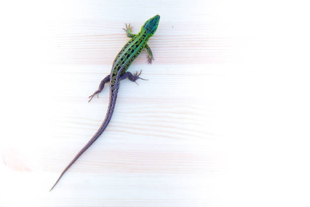 Fast lizard on wooden background