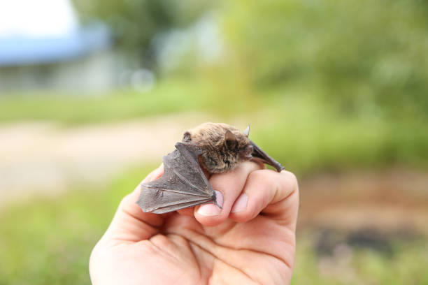 little bat mouse on human hand on green nature background little bat on nature background bat animal stock pictures, royalty-free photos & images