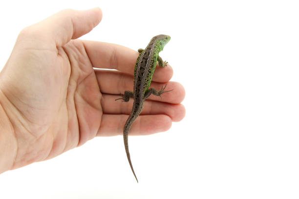 istock fast lizard on human's hand on white background with copy space 1192960668