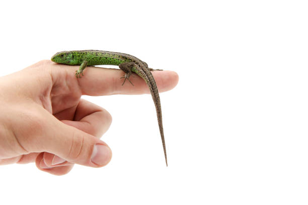 istock fast lizard on human's hand on white background with copy space 1192960669