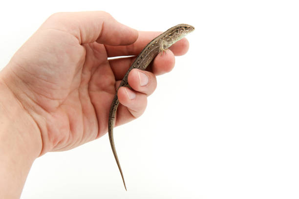 istock fast lizard on human's hand on white background with copy space 1192960680