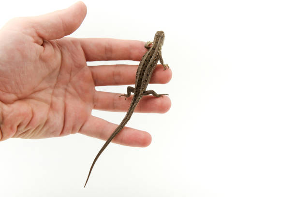 istock fast lizard on human's hand on white background with copy space 1192960715