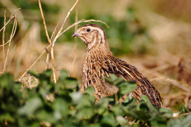 codorna comum (coturnix coturnix) - codorniz ave de caça - fotografias e filmes do acervo