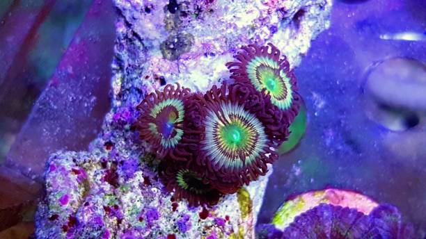 istock Caribbean's Citrus spp. zoanthids smal colony polyps 1192965396