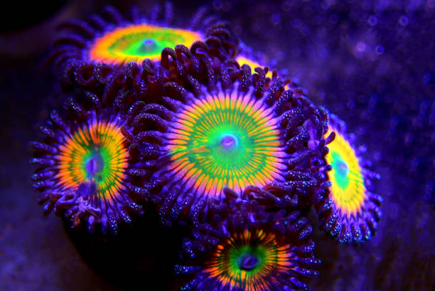 istock Close up shot on Sunny D spp. zoathids polyps 1192965676