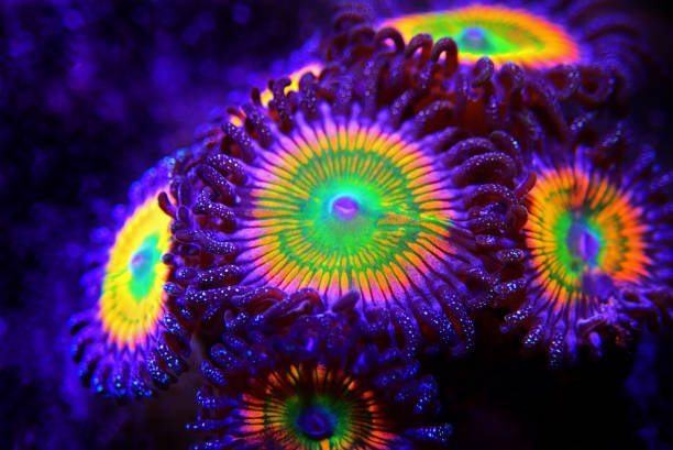 istock Close up shot on Sunny D spp. zoathids polyps 1192965680