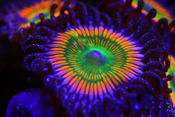 istock Close up shot on Sunny D spp. zoathids polyps 1192965692
