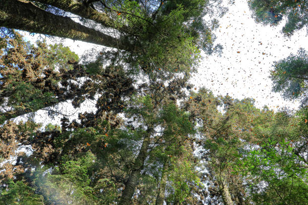 monarchfalter fliegen im naturschutzgebiet - winter landscape canada branch stock-fotos und bilder
