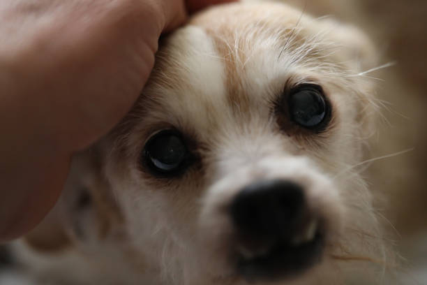istock Cute little dog 1192973933