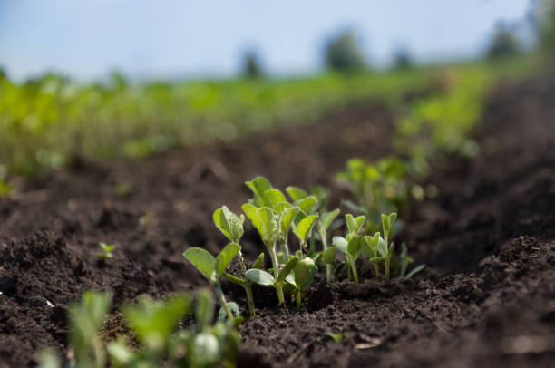 istock Delicate soybean sprouts grow in rows in a soybean field. Agricultural fields with shoots. Selective focus. 1192975432