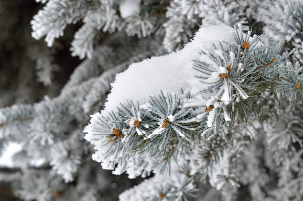 istock Pine needles covered with frost in the winter woods 1192975823
