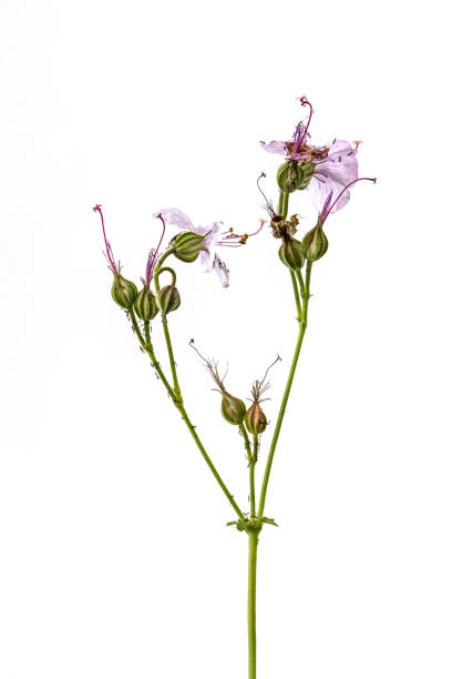 istock flowers isolated on white background 1192977676