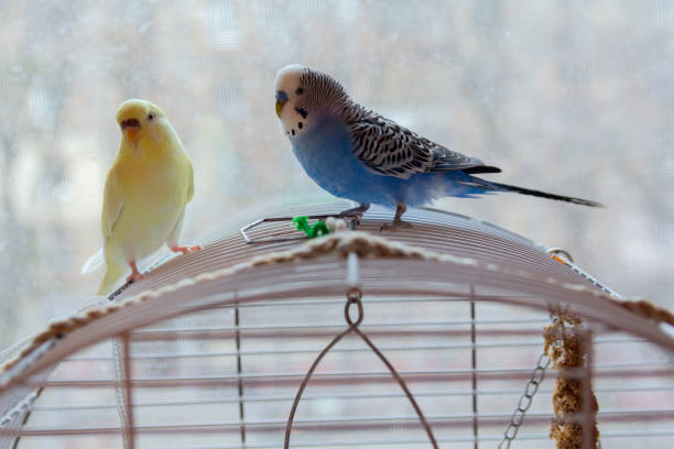istock Two parrots are sitting on the cage. Birds 1192977788