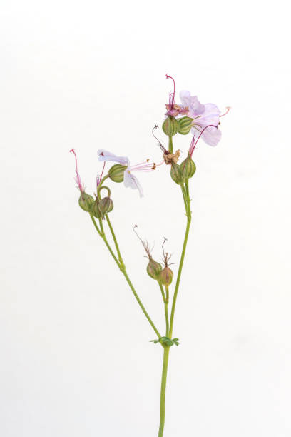 istock flowers of cranesbill isolated on white background 1192977857