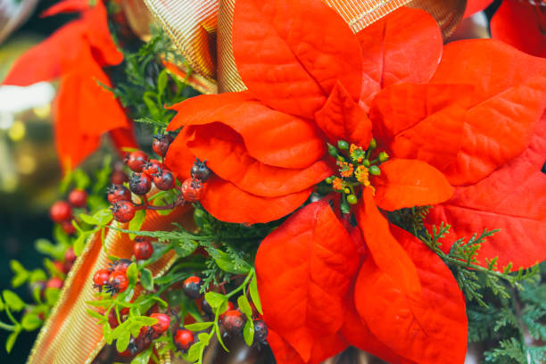 искусственные рождественские украшения poinsettia; украшение xmas; винтажный стиль - flower head poinsettia euphorbiaceae leaf стоковые фото и изображения