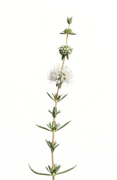 istock white flower of mentha on white background 1192980031