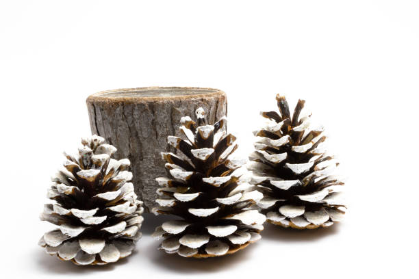 istock Christmas cones with snow on a white background 1192982483