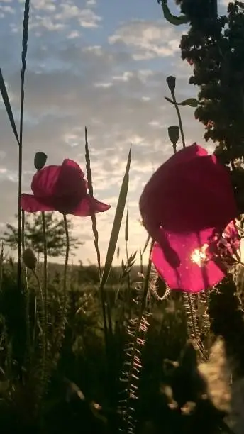 Poppies in the evening light