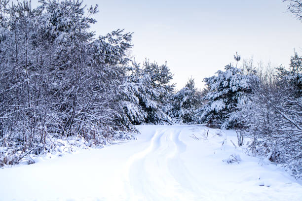 istock Deep snow with tire tracks leading into a forest 1192987092