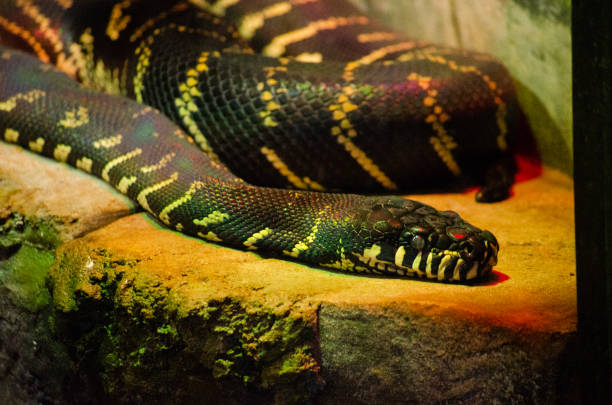 Bolenz Python 20+ Boelens Python Stock Photos, Pictures & Royalty-Free Images - iStock