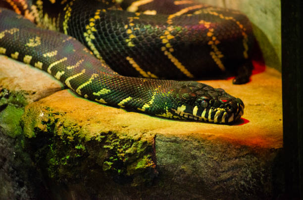 Bowles's Python 20+ Boelens Python Photos Stock Photos, Pictures & Royalty-Free Images ...