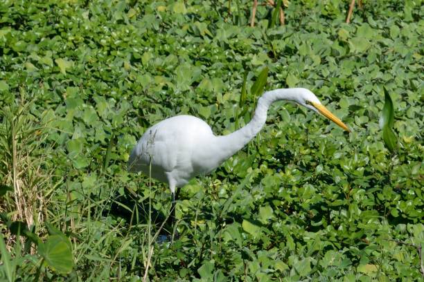 istock Bird in freshwater lilipads 1192988056