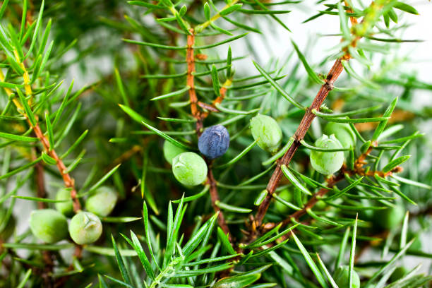 Bokeh brown flowering plant