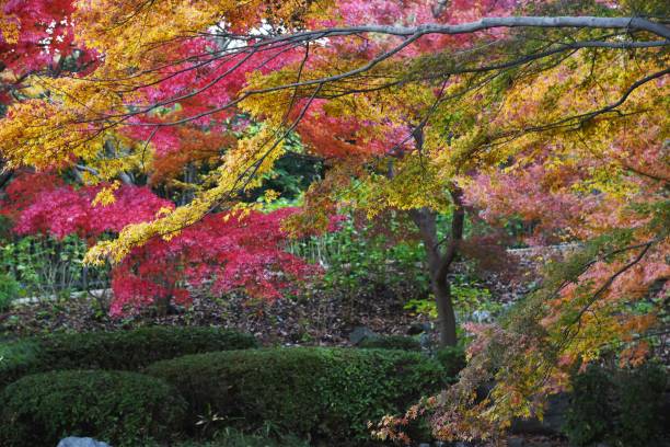 istock Japanese maple autumn leaves 1192989883