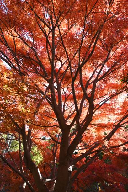 istock Japanese maple autumn leaves 1192989936