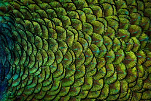 Close-up of colorful feather on peacock's back and neck
