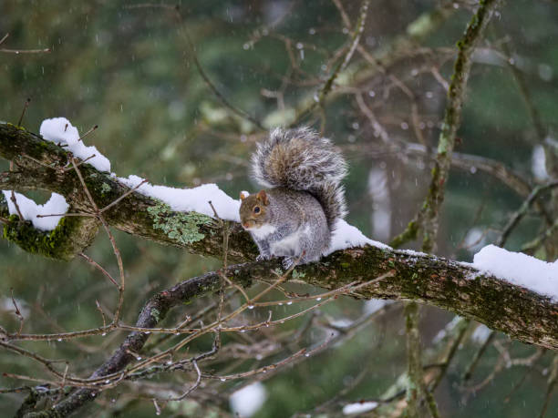 istock Eastern Gray Squirrel in Tree in Saratoga Springs, NY. 1192993224