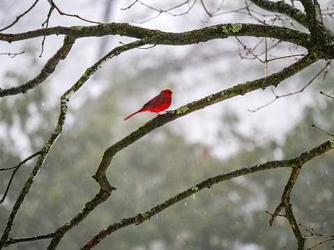 Male Cardinal in tree, Saratoga Springs, NY, in snowy winter weather