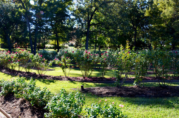 Tyler Municipal Rose Garden in Tyler, Texas, USA. The world-famous and largest 14 acres rose garden comprises over 600 different rose varieties.  The Texas Rose Festivals are held annually in 3-days in the month of October.  The garden was constructed in 1938.  In 2019, it was registered as the National Register of Historic Places. The photo was taken in November 2019. tyler texas photos stock pictures, royalty-free photos & images