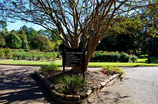 The world-famous and largest 14 acres rose garden comprises over 600 different rose varieties.  The Texas Rose Festivals are held annually in 3-days in the month of October.  The garden was constructed in 1938.  In 2019, it was registered as the National Register of Historic Places. The photo was taken in November 2019.