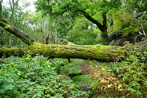 Fallen tree blocking a woodland path