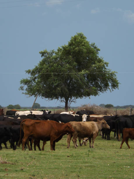 istock Cattle in the green field 1192998129
