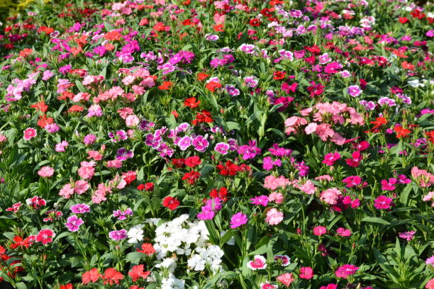 istock Flowers at a park in Thailand 1192998395
