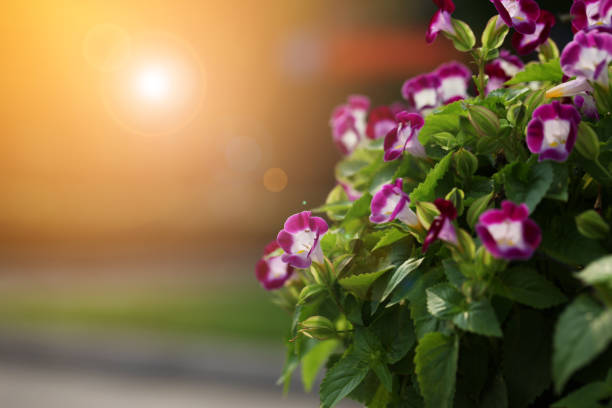 Beautiful Field with Flowers