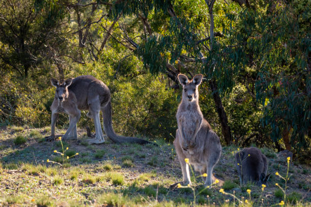 istock Three Eastern Gray Kangaroos grazing late afternoon against a backdrop of eucalyptus trees, outback, eastern Australia 1193004992