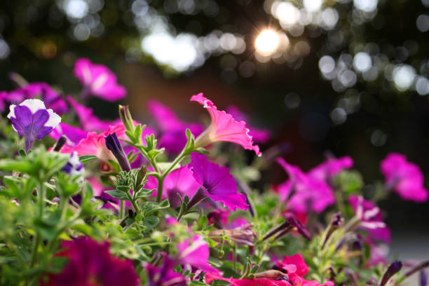 Beautiful Field with Flowers