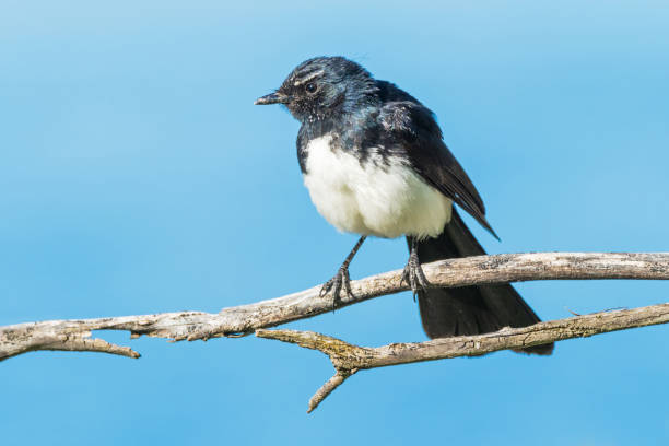 istock Willie Wagtail on a Branch 1193005177